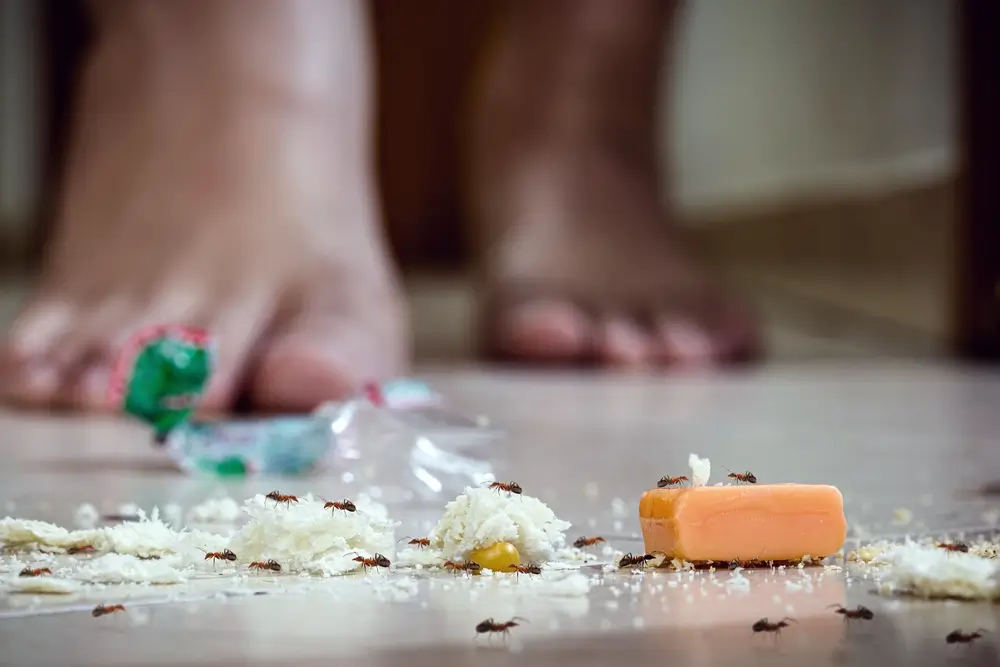 Fourmis marchant sur le sol sale, balles et miettes au sol, insectes nuisibles, petites fourmis, bruits de pas.